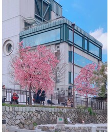 毎年この2本だけ早い満開を迎えます。 | その他