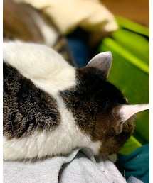 今日のちりちゃん | その他