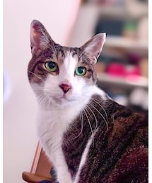 眼差しニャンコ | その他