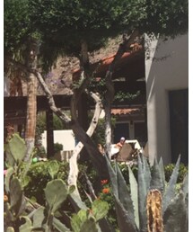 FREE PEOPLE | その他トップス