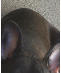 Bella(French bulldog)😂 | その他