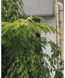 polcadot | キャスケット