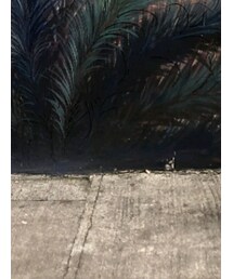 MICHAEL KORS | スニーカー