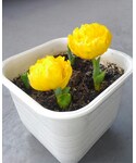 早咲きチューリップ🌷の「その他(その他)」