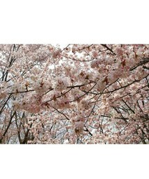 桜満開🌸 | 真駒内公園の桜満開でした🌸でも、まだ見頃は続きそう⤴🎵(その他)