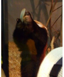 レッサーパンダ🍎 | エサを食べるレッサーパンダ：2才オス🍎動き早くてブ〜レブレ📷(その他)