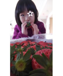 🍓 | 夫の友達の農家から今年もイチゴを❤大きくて甘くてジューシィー(食器/キッチン)