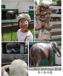 動物園🐘 | 北国唯一のゾウ「ナナちゃん」は65才のおばあちゃん🐘(その他)