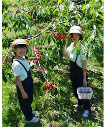 さくらんぼ狩り🍒 | 市内でさくらんぼ狩り🍒もぎたてもお持ち帰り🎵(その他)