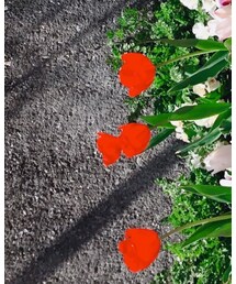 チューリップ | その他