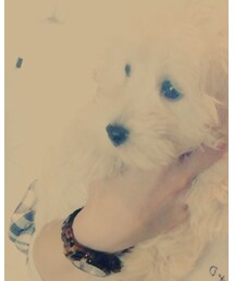 こむぎ | その他