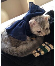 ねこ | ropeで買ったチュールのヘアバンド合わせようかな(その他)