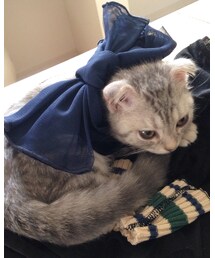 ねこ | ねこのほうが似合うかもしれない(その他)