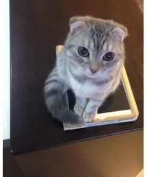 ねこ | しれっとどこに座ってんですか！(その他)