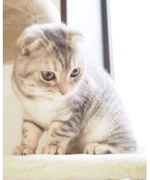 ねこ | 本日ねこ洗いました 超いい匂いでモフモフ祭りです(その他)