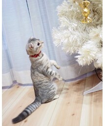 ねこ | クララが  クララが立った！(その他)