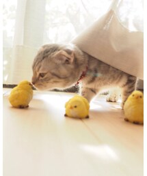 ねこ | 今年も猫共々よろしくお願いします(その他)