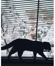 ねこ | これがリアル。でも春夏カタログ見てニマニマ。(その他)