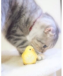 ねこ | 干支が酉なので年賀状用に必死に撮った一枚(その他)