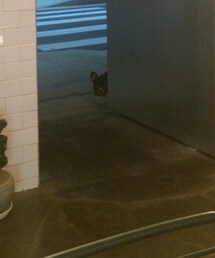 까페거리 개님(その他)