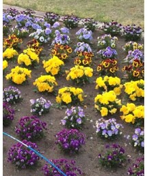 散歩コースに咲いてるお花 | その他