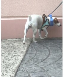 らぴ | その他