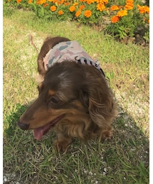 犬 | その他