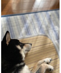 🐕ﾈﾝﾈ〜Zzz‥ᐝ | その他