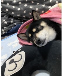 ﾈﾝﾈ🐕 | その他