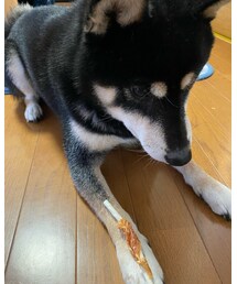 待て✋🐕💕 | その他