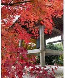 紅葉🍁 | その他