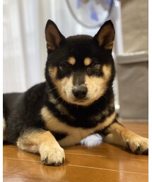 🐕💕 | その他