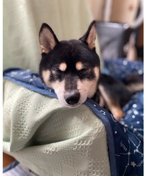 🐕☪︎💤 | その他