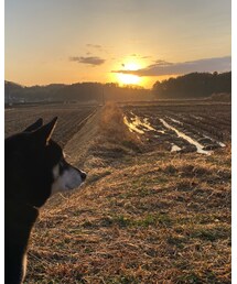 朝焼け🐕🌞 | その他