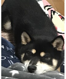 まったり🐕💕 | その他