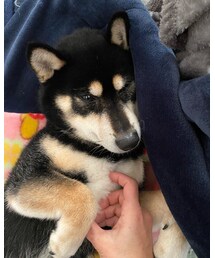 ﾈﾑﾈﾑ🐕 | その他