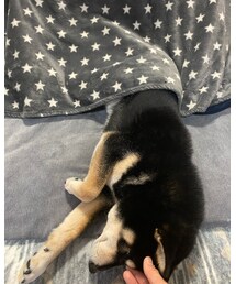 ｵｺﾀ独占🐕 | その他