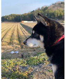 お散歩🐕 | その他