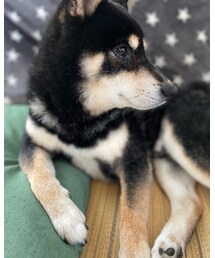 まったりちゅう🐕 | その他