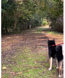 お散歩🐕 | その他