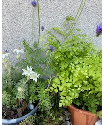 ﾌﾟﾁｶﾞｰﾃﾞﾆﾝｸﾞ🌿🌿🌿 | その他