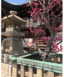 天満宮の梅の花 | その他