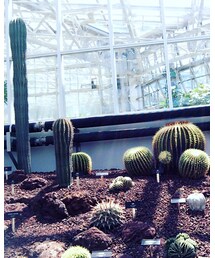 サボテン | 植物園好きです〜🌵(その他)