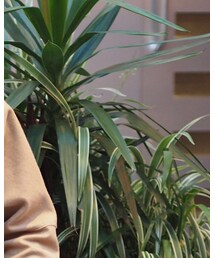 Name. | トップス