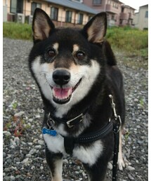 そらじろう🐶🐾 | その他