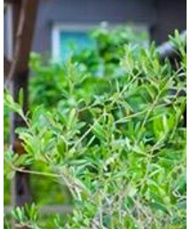 BRANSHES | タンクトップ