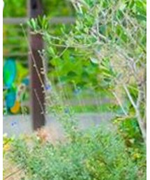 BRANSHES | その他パンツ