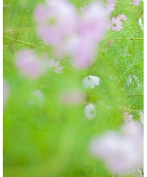 GLOBAL WORK | シャツ/ブラウス