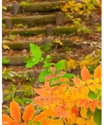 studio CLIP | ニットキャップ/ビーニー