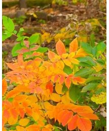 BRANSHES | Tシャツ/カットソー